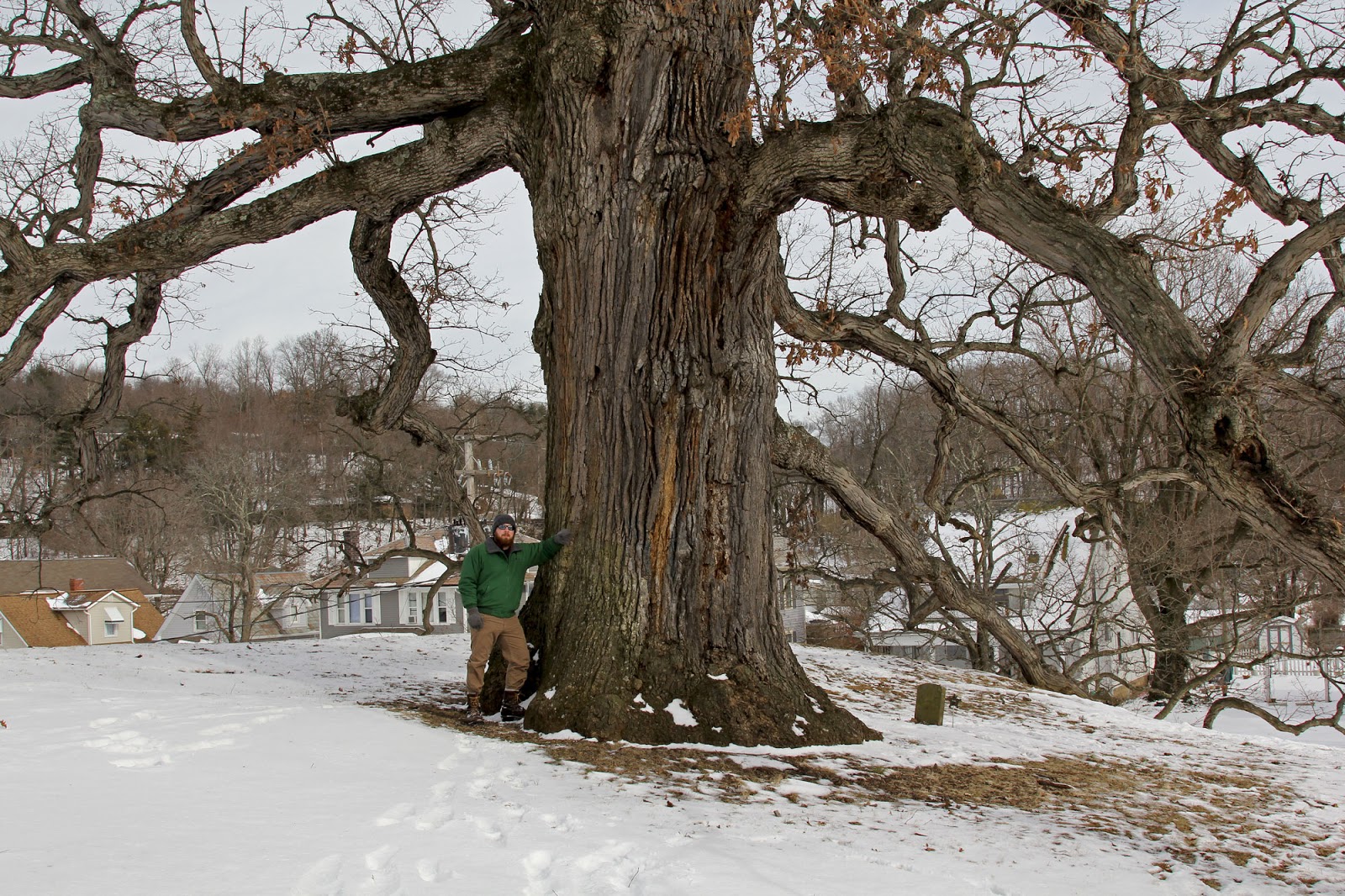 The Buckeye Botanist 12/01/2013 01/01/2014