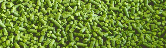 how do hops cause off flavors in beer