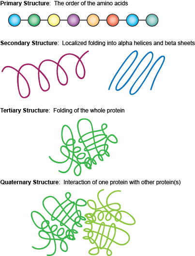 Poor, Hungry, and Drowsy: The Basics of Protein Structure Part 1: The