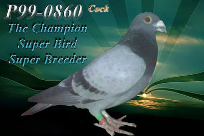 Jenis Jenis Merpati Pos Atau Homer Pigeon Pawiro Bird Farm