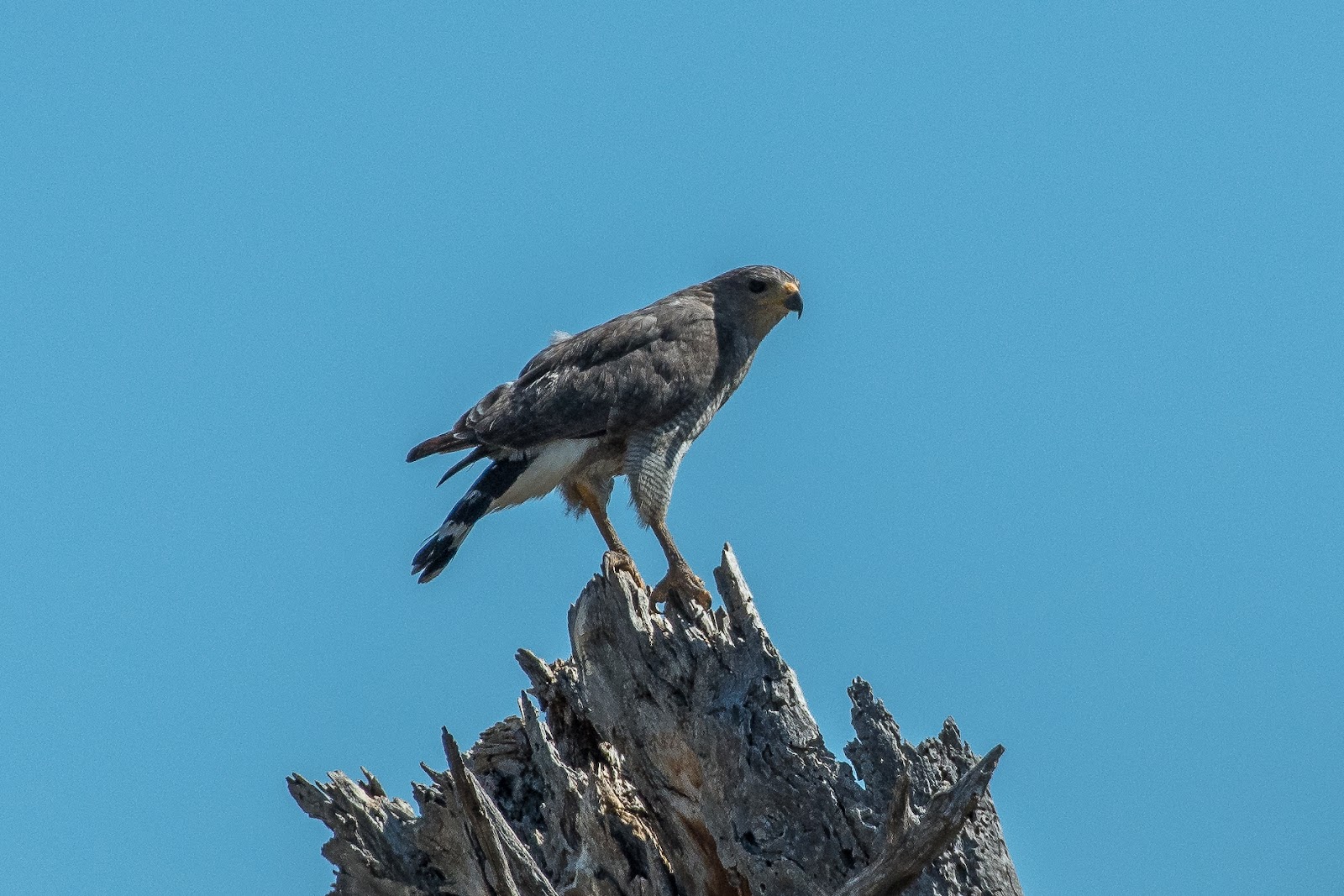 NeoVista Birds and Wildlife Arizona Feathers, Scales, Tails, Shells