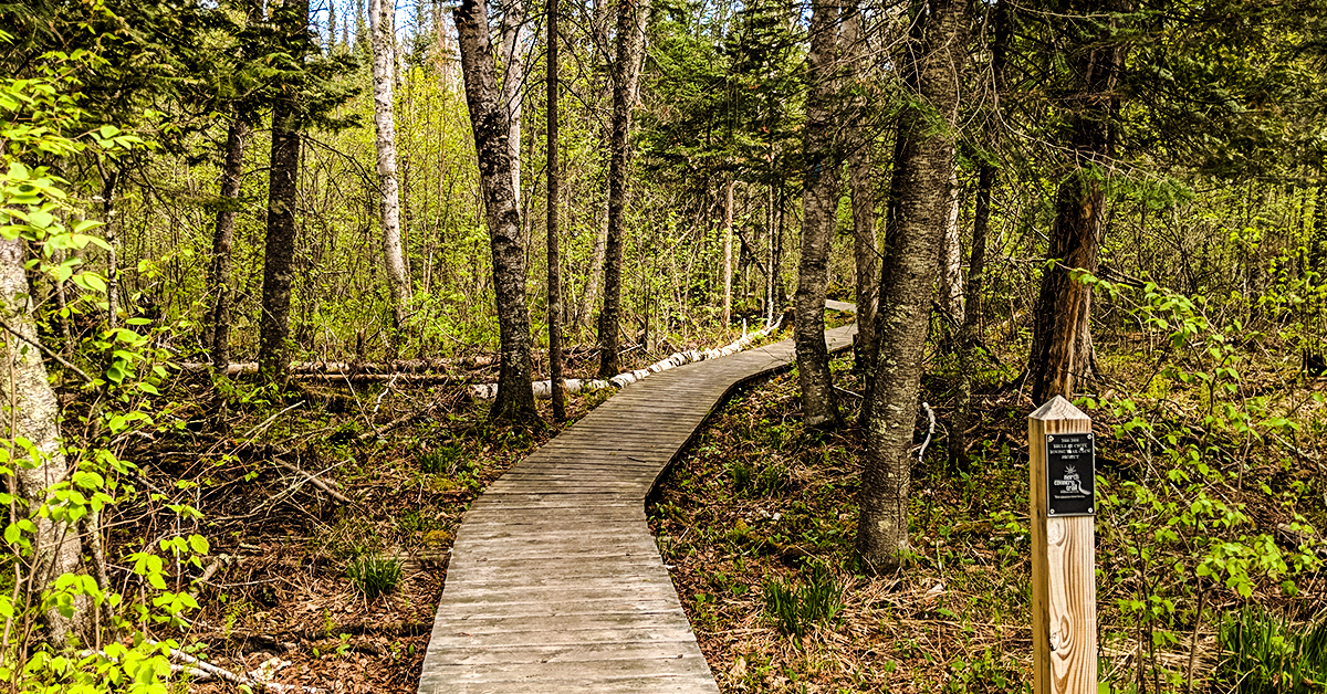 Hiking the North Country Trail Brule Bog