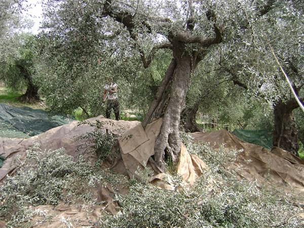 Η εποχή της συγκομιδής της ευλογημένης ελιάς