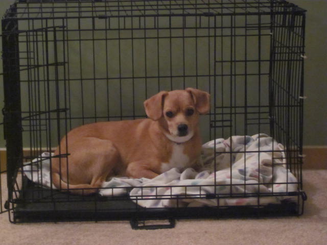 Image showcasing The Second Hand Dogs: Playing Crate Games