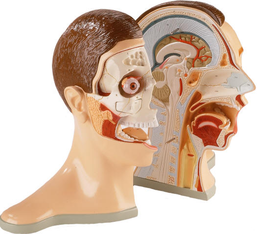 Health Care: Human Head Anatomy Pics
