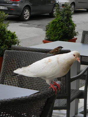 funny lazy sparrow pigeon