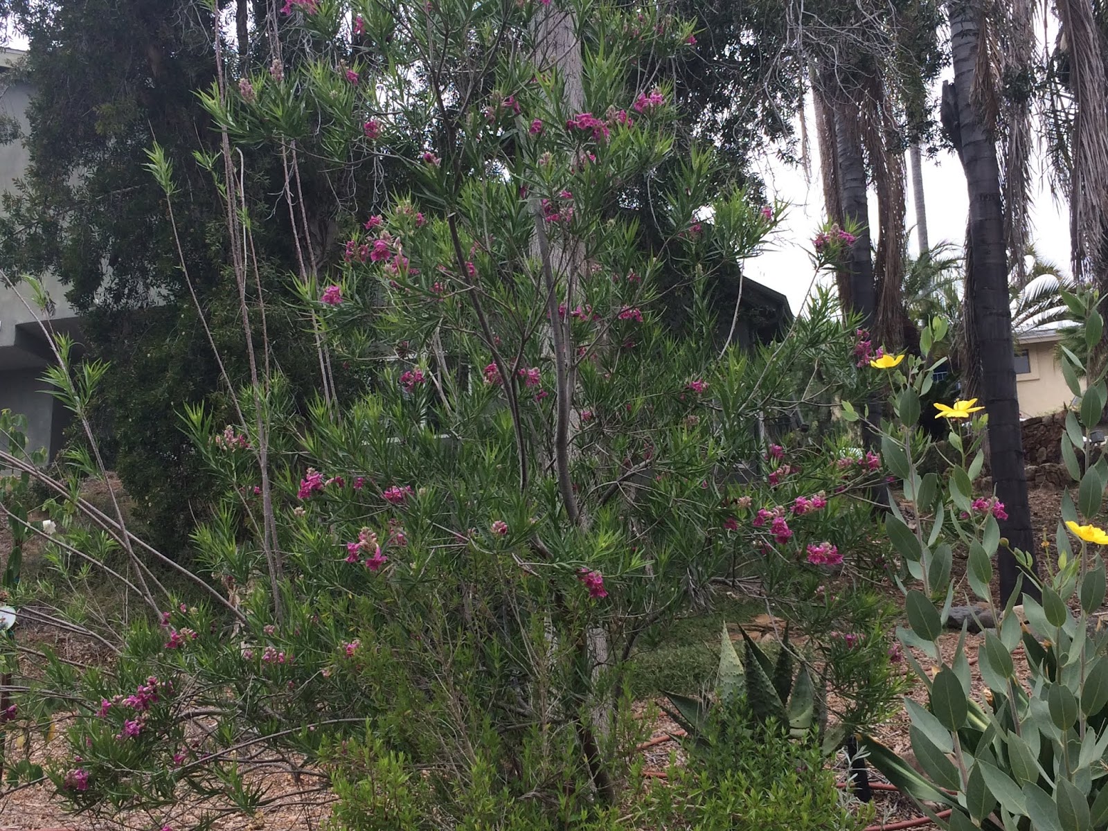 Severe Renewal Pruning Desert Flowering Shrubs Archives