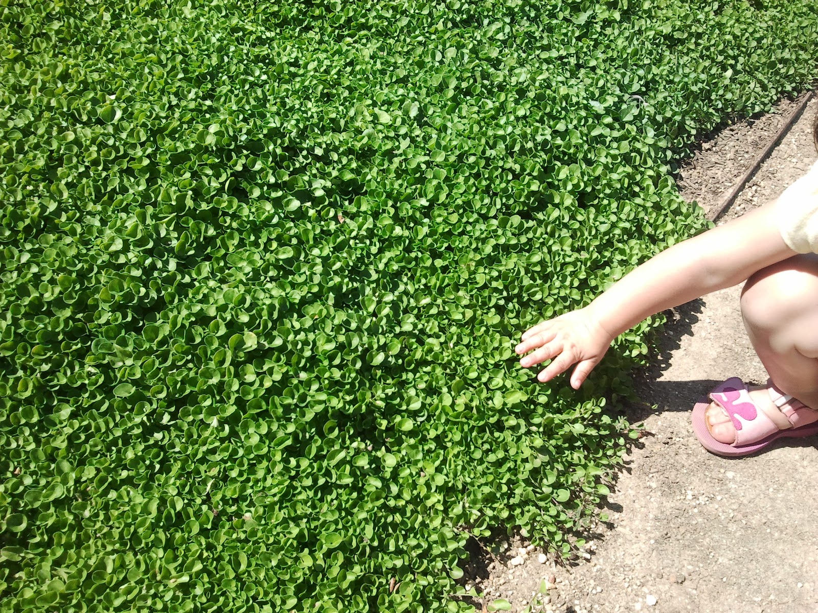 Going on a Kidscapade!: The Japanese Garden