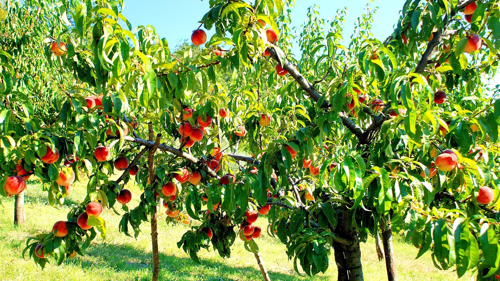 Peachtree Street Peach Tree Tree Choices Peachtree Street Peach Tree Tree Choices
