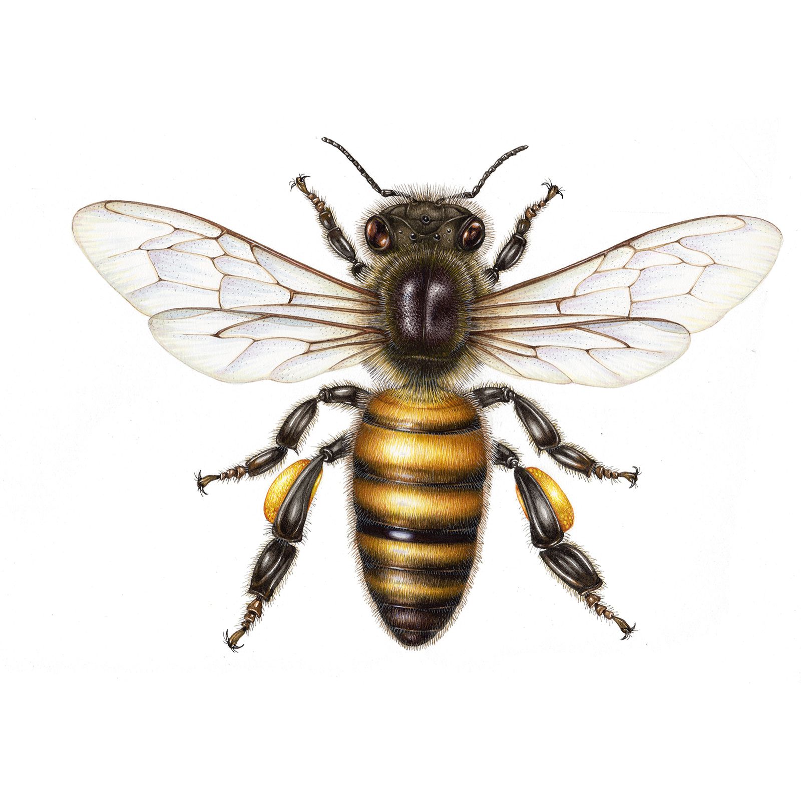 Rainier Lions Club Mason Bee House Instructions