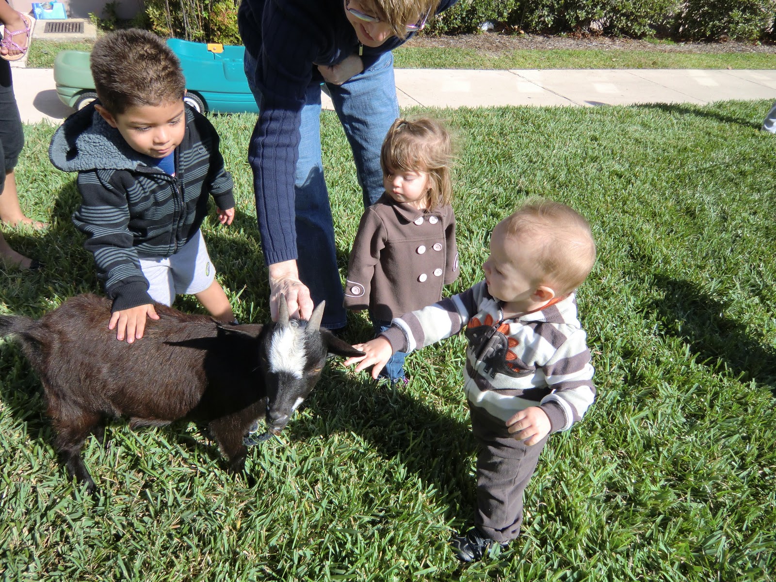 Baby, I'ma Tryin... Petting farm