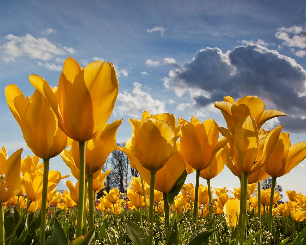 tulip+tulips+from+amsterdam+-926.jpg
