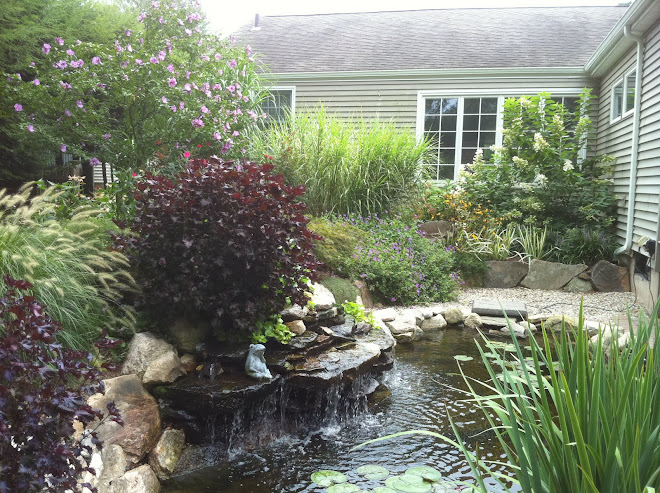 Backyard water garden in October