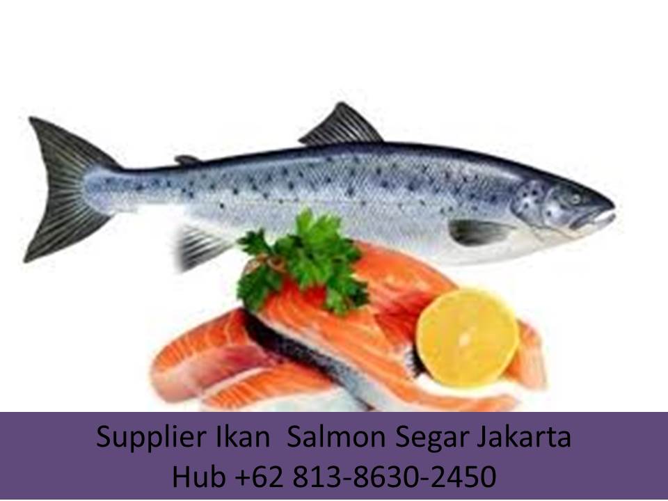 Ikan Salmon Di Indonesia Renunganku