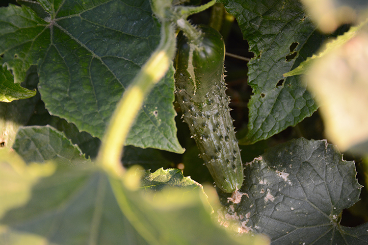 Gardening; Cucumber| My Darling Days Gardening; Cucumber| My Darling Days