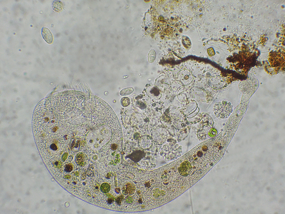 Il Microscopio: ottobre 2017