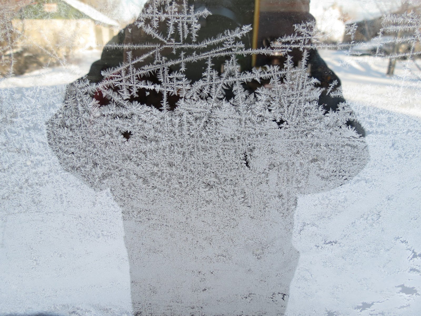 A Shot in the Light: Recent Frosty Morning