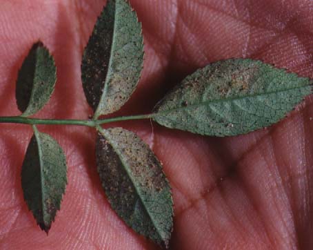 tarim siteniz gul hastaliklari