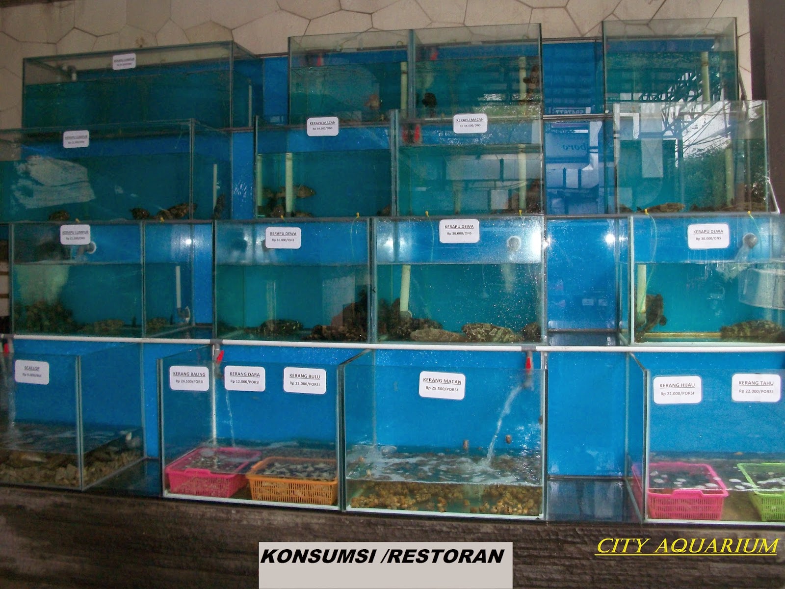 AQUARIUM LAUT, TAWAR DAN KOLAM - SURABAYA (CITY AQUAWORLD): CONTOH ...
