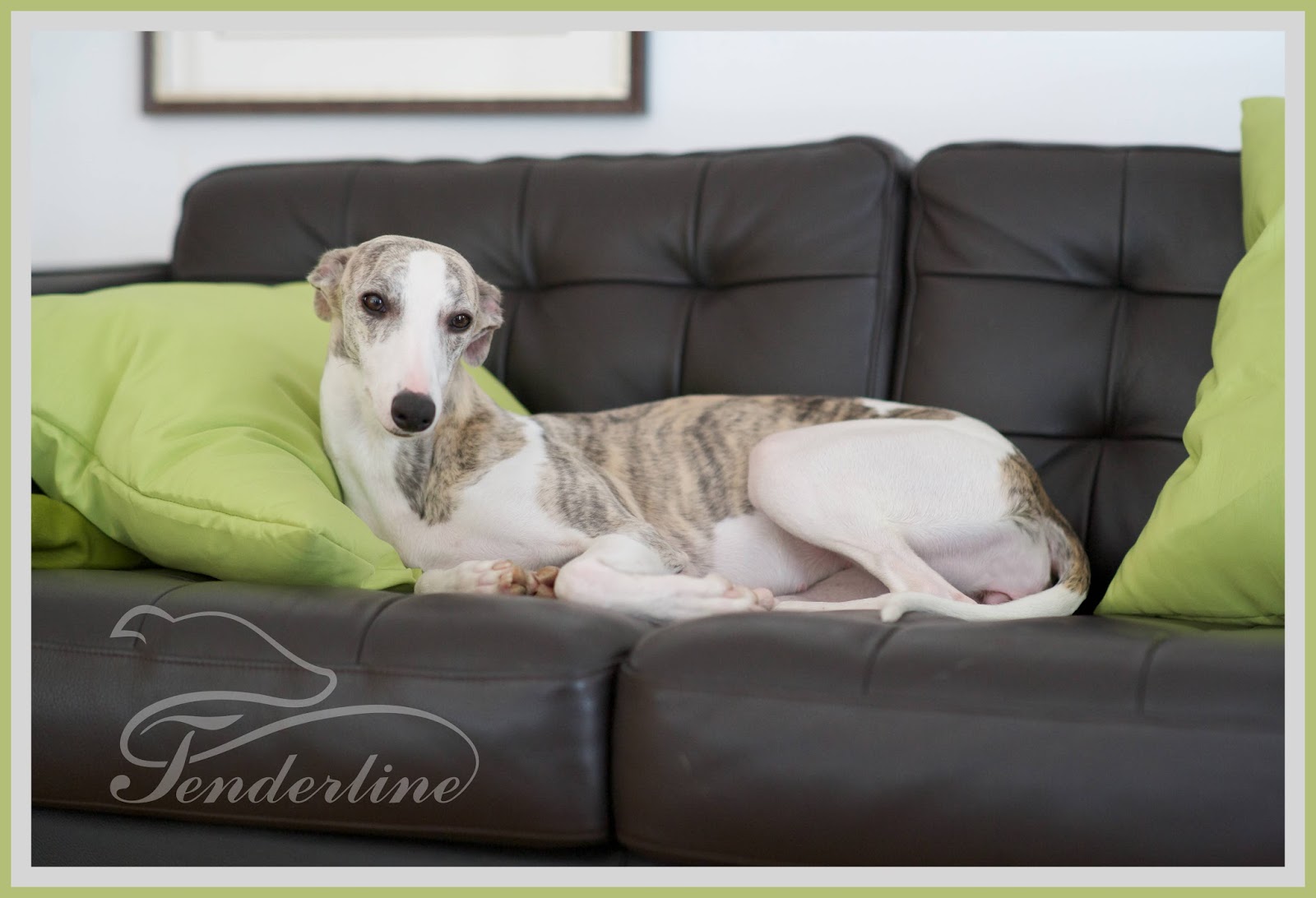 Whippet kennel Tenderline Naša Sajica