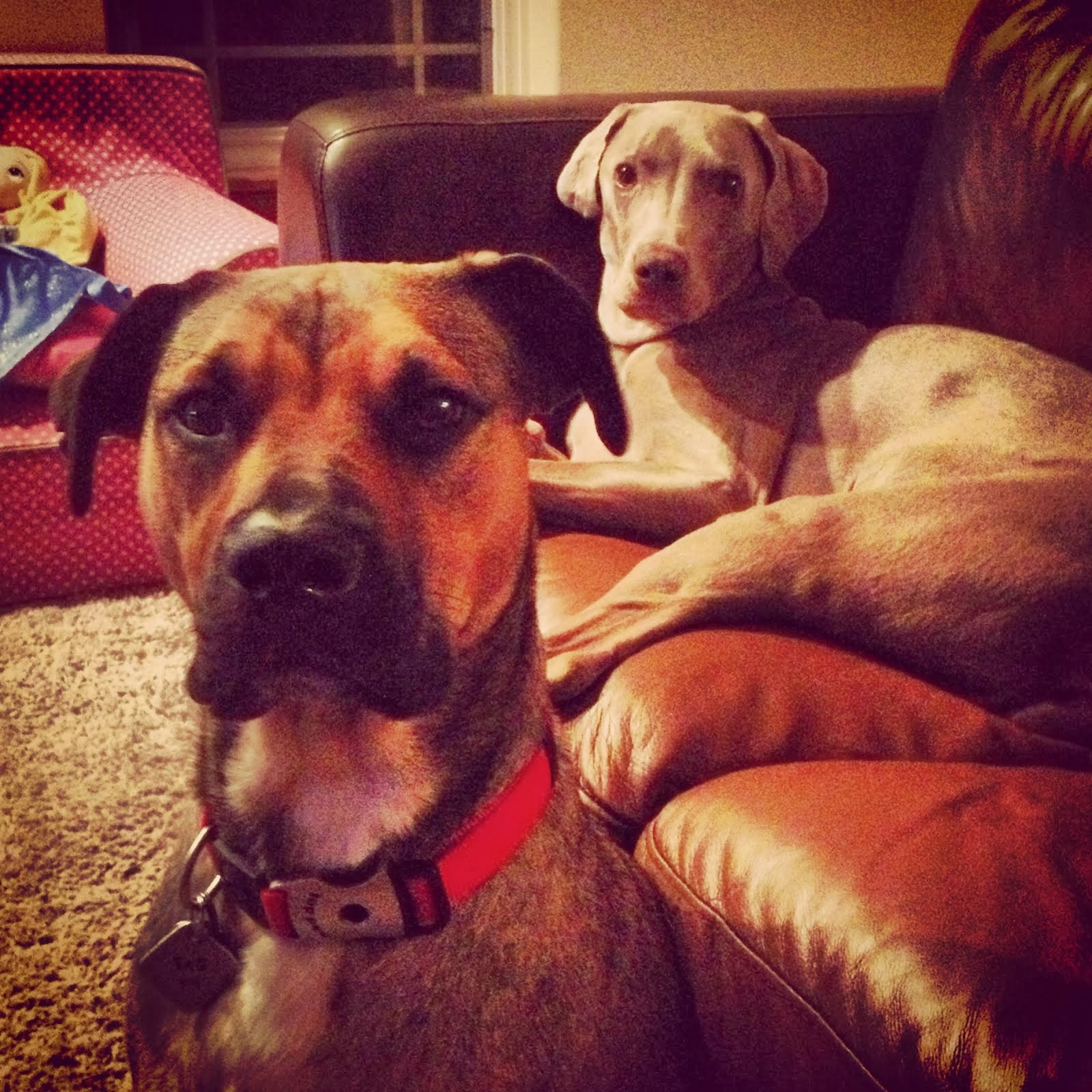 Our Dogs: Luca & Tag
