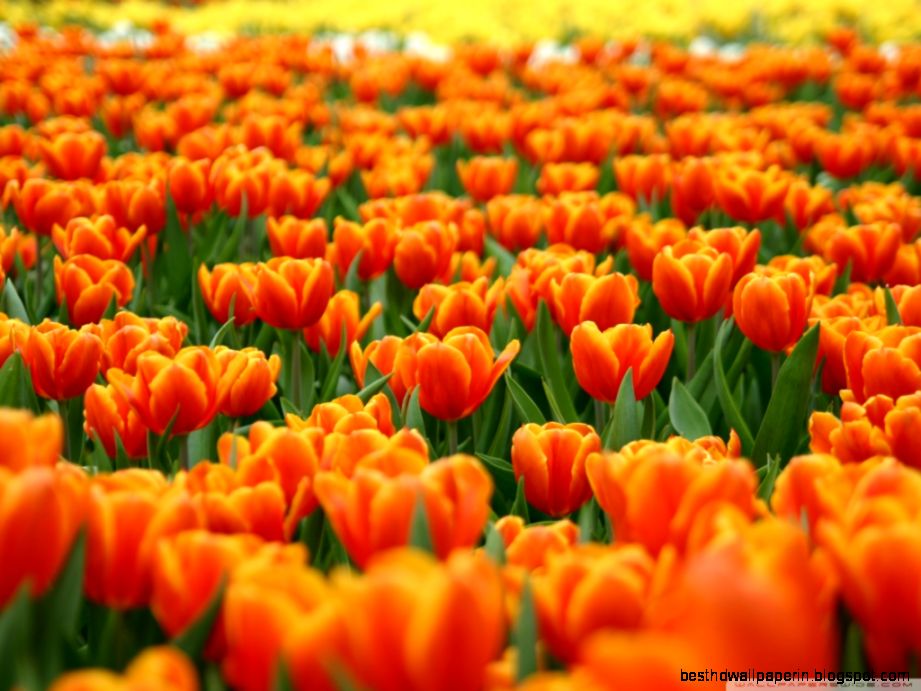 Orange Tulips Spring Flowers HD desktop wallpaper  Widescreen