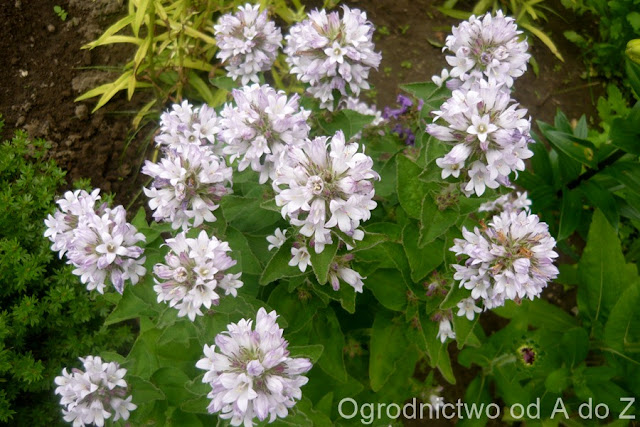 Dzwonek skupiony Campanula glomerata