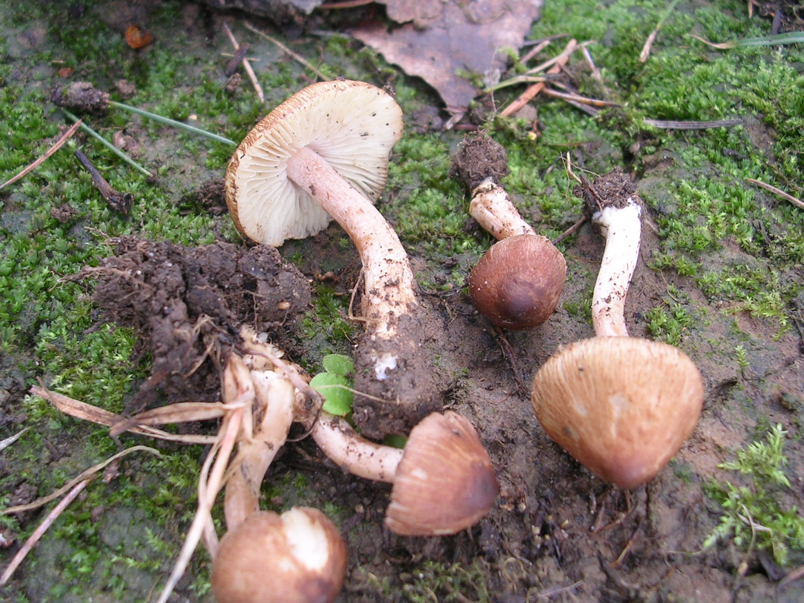 el-g-nero-inocybe-en-asturias