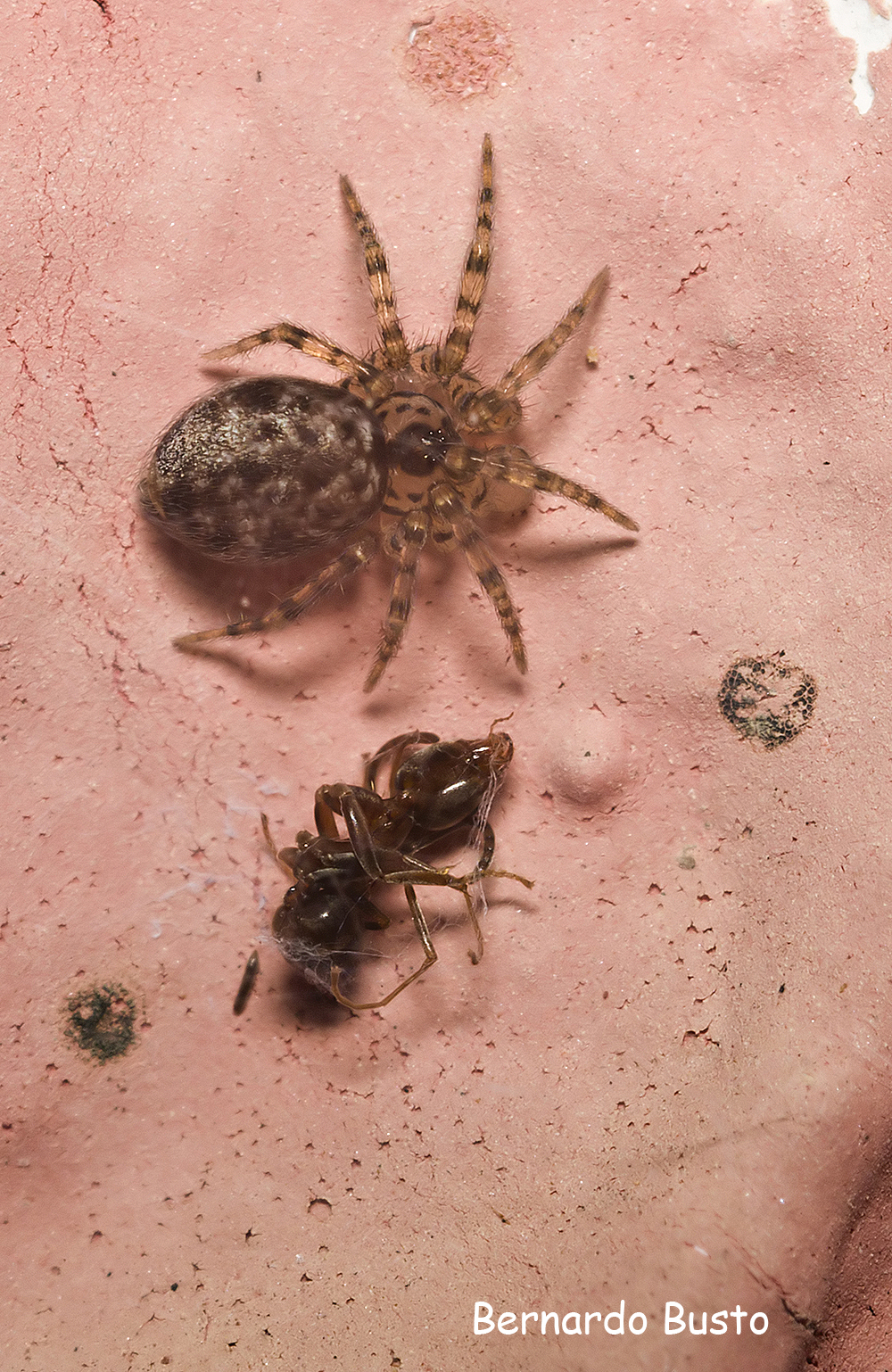 RÍA DE LA VILLA: Araña de pared