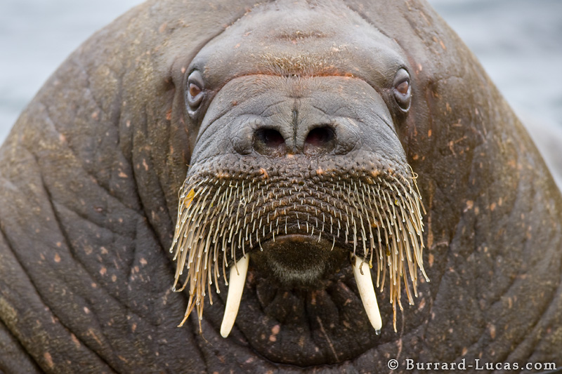 Walrus The Most Fascinating Animal In The World The Wildlife