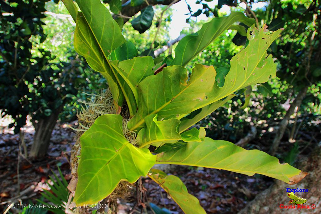Explore Costa Rica