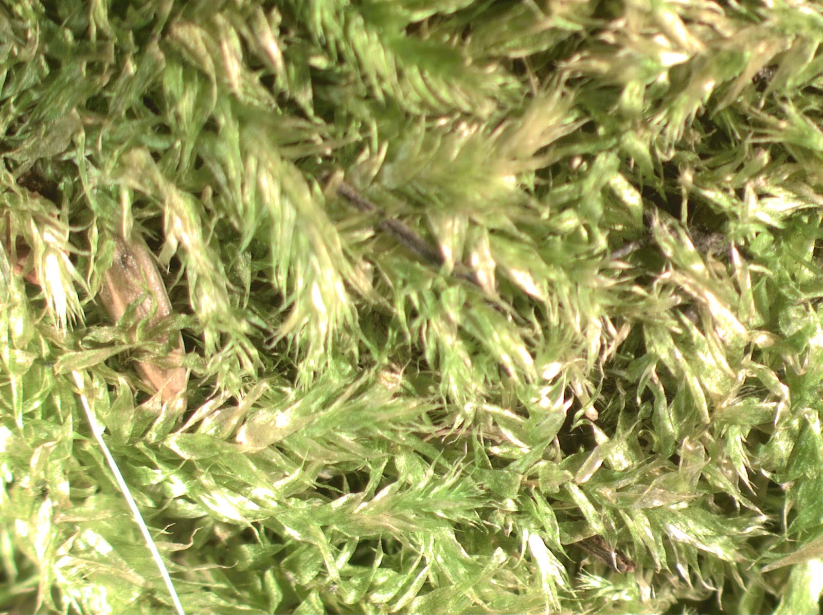 NonVascular Plants 201516 Specimen 2 Pincushion Moss