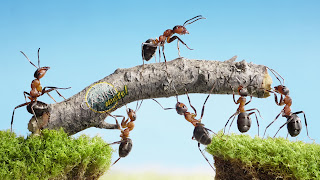 ants, 3d images, wallpapers free, ant, fire, nature