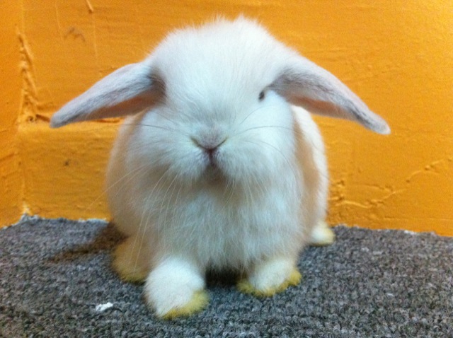 Rabbits for sale in Singapore!: (Sold) 1month frosty point holland lop ...