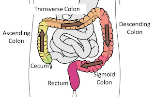 Path of feces through the colon
