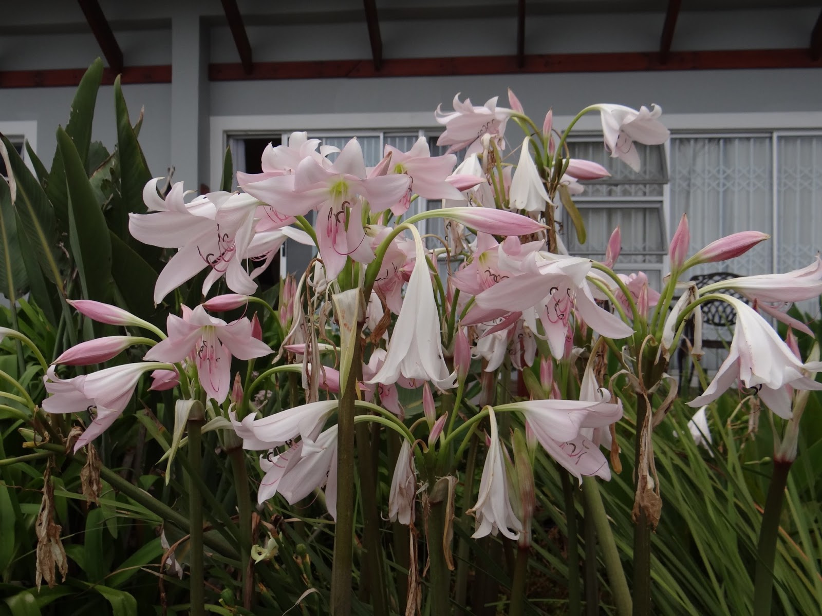 Caerulean Skies Summer Flowering South African Bulbs