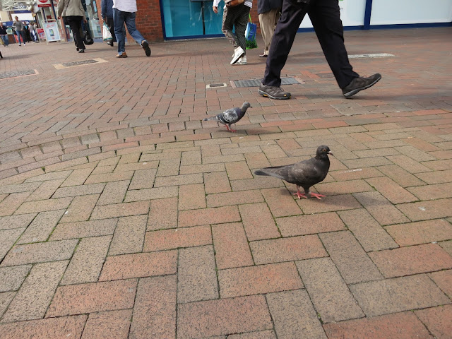 Pigeon with pink feet, people with shoes, Poole, Dorset