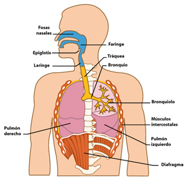 EL APARATO RESPIRATORIO