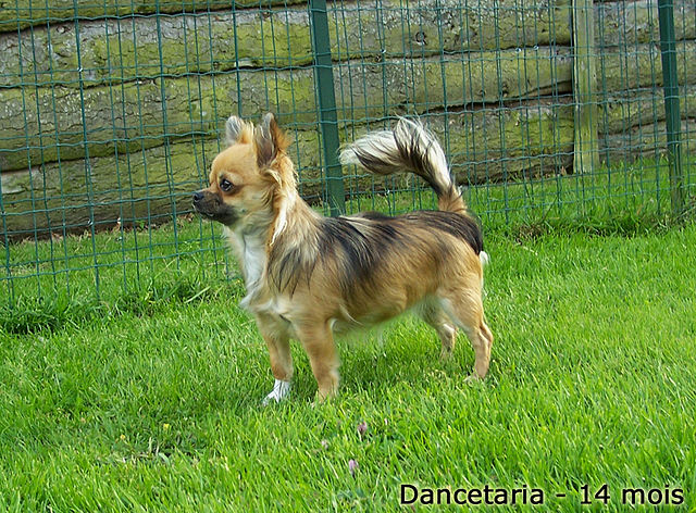 Most Beautiful Mixed Breed Dogs Top 7 Long Haired Chihuahua