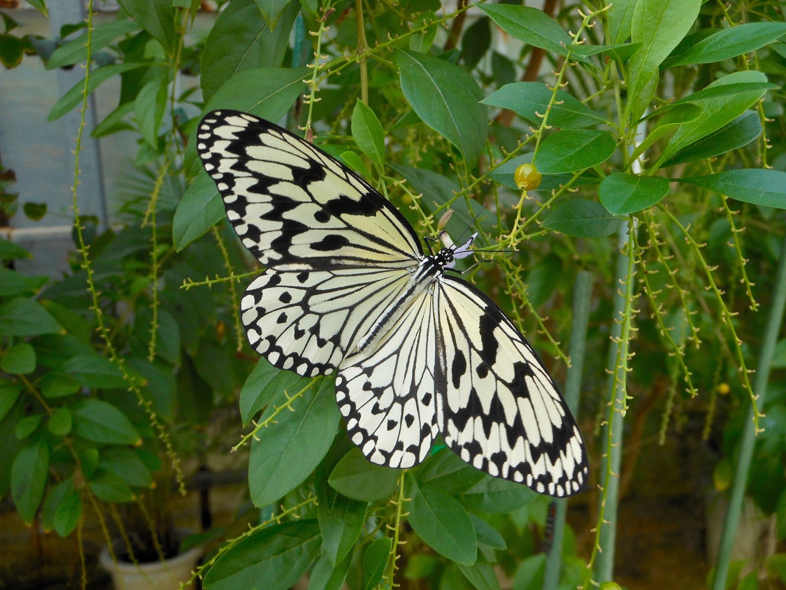 Hokkaido Kudasai Peace Park Butterfly Garden, Okinawa