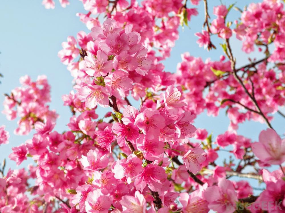 Gambar Bunga Sakura Jepang Related Keywords & Suggestions 