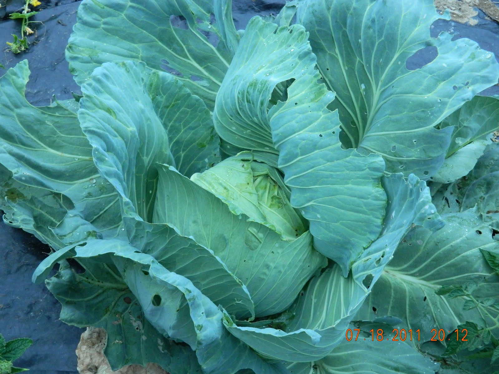 Cabbage Rolls (crockpot or electric roaster)