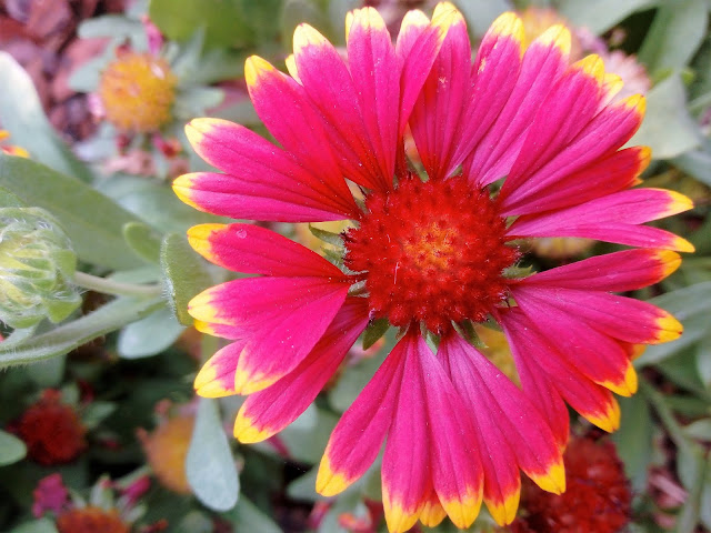 Gallardia (Gaillardia aristata Pursh.).