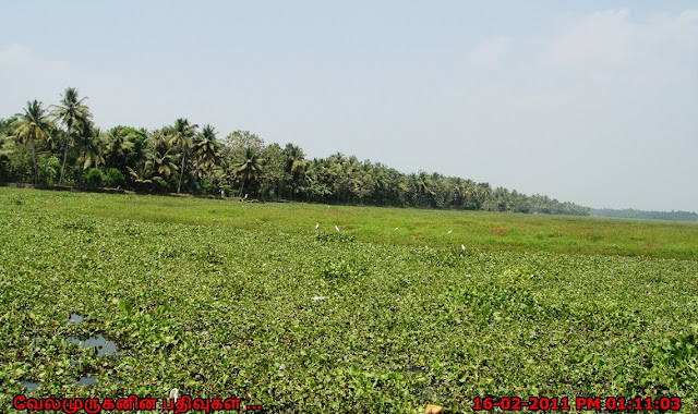 Kerala backwaters brackish lagoons