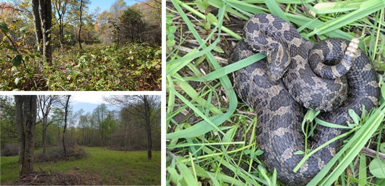 PA Environment Digest Blog Feature PA Natural Heritage Program