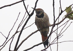 rainy birds flycatcher