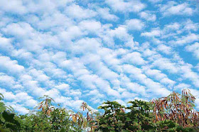 Altocumulus clouds above vegetation