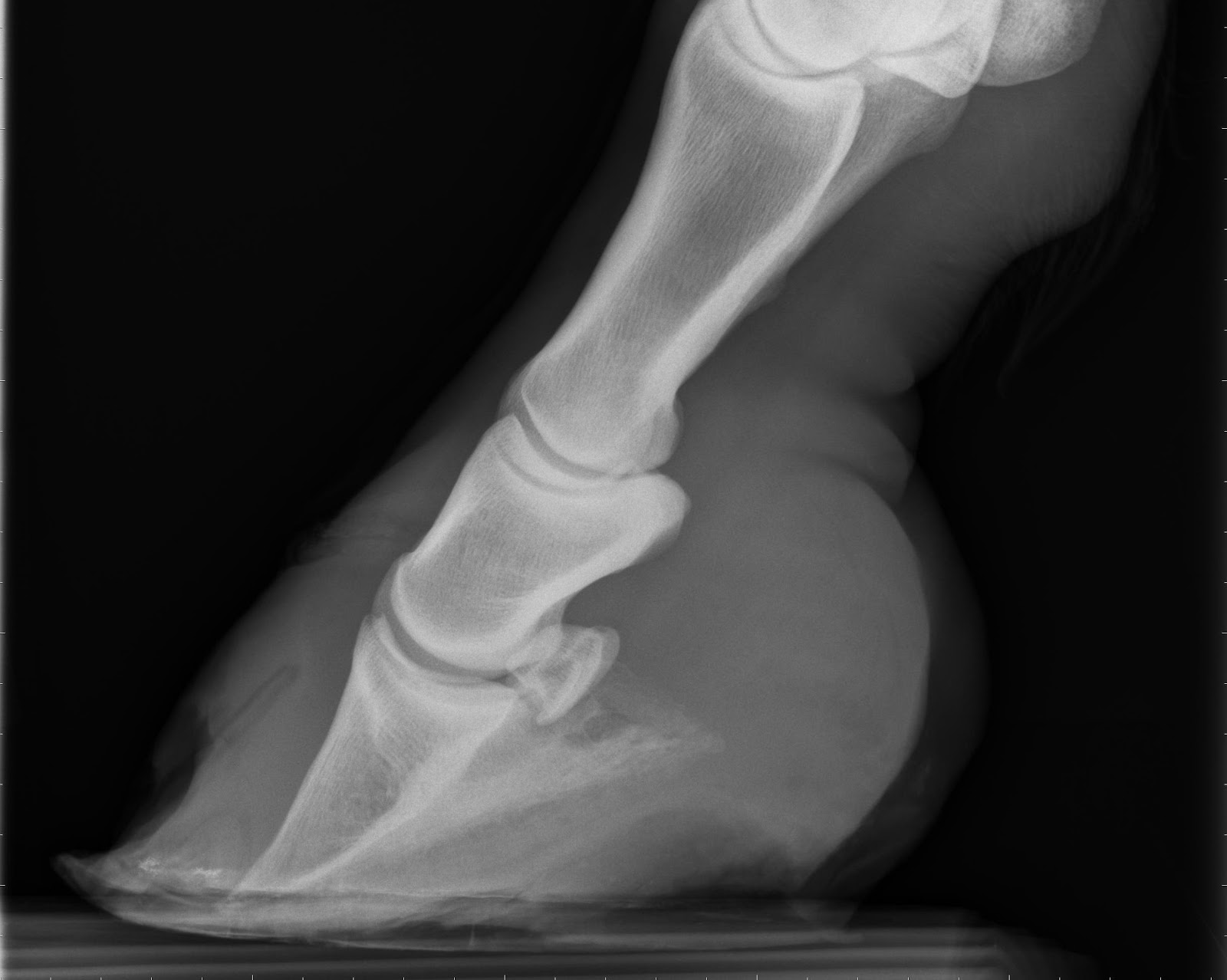 Michael Porter, Equine Veterinarian Founder!