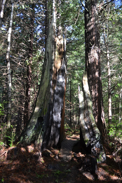 slotted tree stump