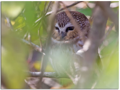 Owls & Others of Essex, MA: October 2011